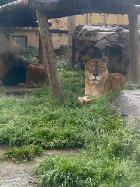 東武動物公園に投稿された画像（2023/4/8）