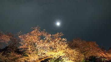 NAKED 桜の新宿御苑 2023に投稿された画像（2023/4/8）