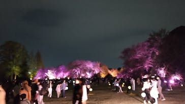 NAKED 桜の新宿御苑 2023に投稿された画像（2023/4/8）