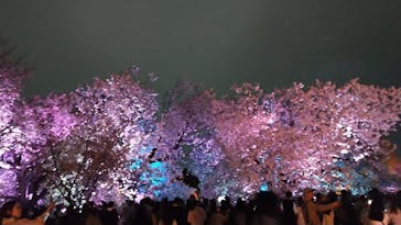 NAKED 桜の新宿御苑 2023に投稿された画像（2023/4/8）