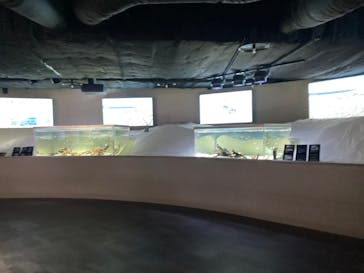 カワスイ 川崎⽔族館に投稿された画像（2023/4/8）