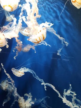 鴨川シーワールドに投稿された画像（2023/4/8）