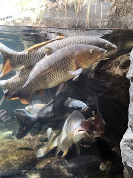 鴨川シーワールドに投稿された画像（2023/4/8）