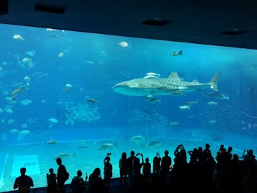 沖縄美ら海水族館に投稿された画像（2023/4/8）