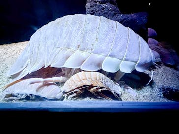 サンシャイン水族館に投稿された画像（2023/4/8）