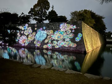 『NAKED FLOWERS 2023 桜 世界遺産・二条城』に投稿された画像（2023/4/8）