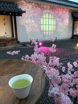 『NAKED FLOWERS 2023 桜 世界遺産・二条城』に投稿された画像（2023/4/8）