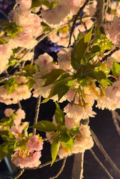 『NAKED FLOWERS 2023 桜 世界遺産・二条城』に投稿された画像（2023/4/8）