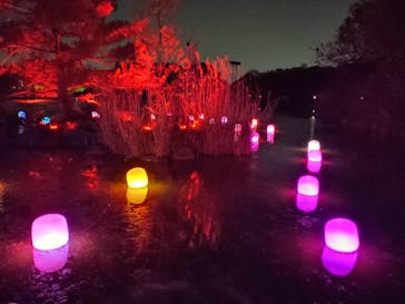 チームラボ ボタニカルガーデン 大阪に投稿された画像（2023/4/8）