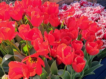 レオマリゾートに投稿された画像（2023/4/9）