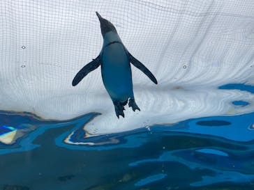 サンシャイン水族館に投稿された画像（2023/4/9）