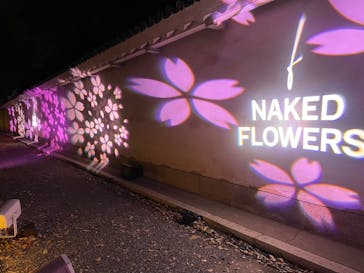 『NAKED FLOWERS 2023 桜 世界遺産・二条城』に投稿された画像（2023/4/9）