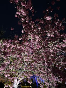 『NAKED FLOWERS 2023 桜 世界遺産・二条城』に投稿された画像（2023/4/9）