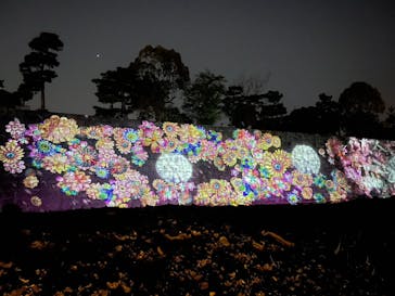 『NAKED FLOWERS 2023 桜 世界遺産・二条城』に投稿された画像（2023/4/9）