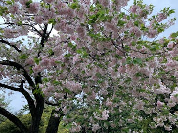 新宿御苑に投稿された画像（2023/4/9）