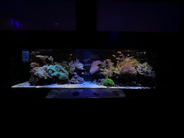 横浜開運水族館 フォーチュンアクアリウムに投稿された画像（2023/4/9）