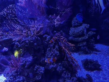 マクセル アクアパーク品川に投稿された画像（2023/4/9）