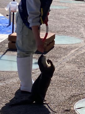 大分マリーンパレス水族館 「うみたまご」に投稿された画像（2023/4/9）