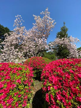 新宿御苑に投稿された画像（2023/4/9）