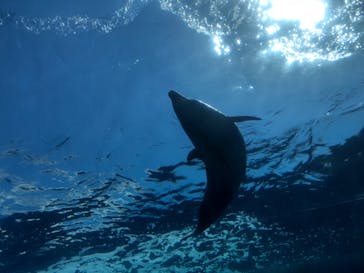 横浜・八景島シーパラダイスに投稿された画像（2023/4/9）