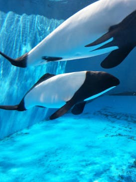 仙台うみの杜水族館に投稿された画像（2023/4/9）