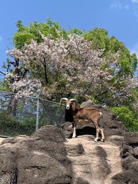 天王寺動物園に投稿された画像（2023/4/9）
