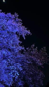 NAKED 桜の新宿御苑 2023に投稿された画像（2023/4/9）