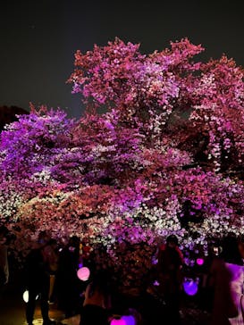 NAKED 桜の新宿御苑 2023に投稿された画像（2023/4/9）