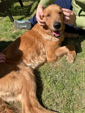 世界の名犬牧場に投稿された画像（2023/4/9）