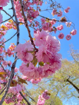 新宿御苑に投稿された画像（2023/4/9）