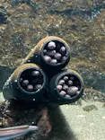仙台うみの杜水族館に投稿された画像（2023/4/9）