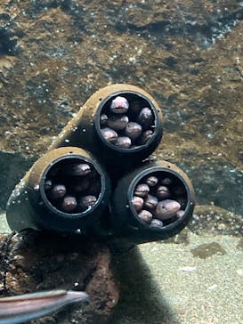 仙台うみの杜水族館に投稿された画像（2023/4/9）