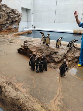 島根県立 しまね海洋館に投稿された画像（2023/4/9）