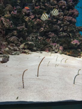 島根県立 しまね海洋館に投稿された画像（2023/4/9）