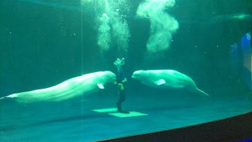 島根県立 しまね海洋館に投稿された画像（2023/4/9）