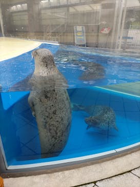 島根県立 しまね海洋館に投稿された画像（2023/4/9）