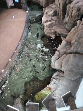 島根県立 しまね海洋館に投稿された画像（2023/4/9）