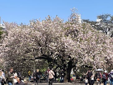 新宿御苑に投稿された画像（2023/4/9）
