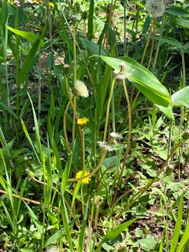 三溪園に投稿された画像（2023/4/9）