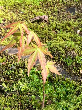 三溪園に投稿された画像（2023/4/9）