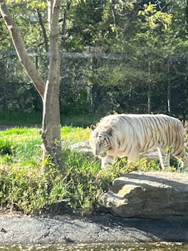 群馬サファリパークに投稿された画像（2023/4/9）