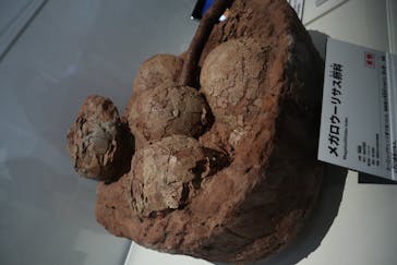 特別展「恐竜博2023」に投稿された画像（2023/4/9）