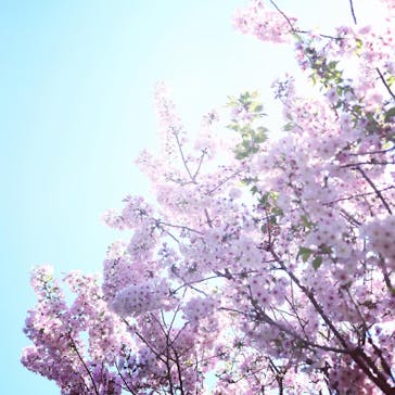 横浜イングリッシュガーデンに投稿された画像（2023/4/9）