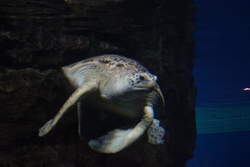 名古屋港水族館に投稿された画像（2023/4/9）