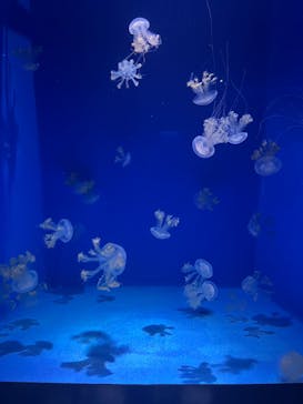 新江ノ島水族館に投稿された画像（2023/4/9）