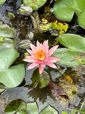 美らヤシパークオキナワ・東南植物楽園に投稿された画像（2023/4/9）