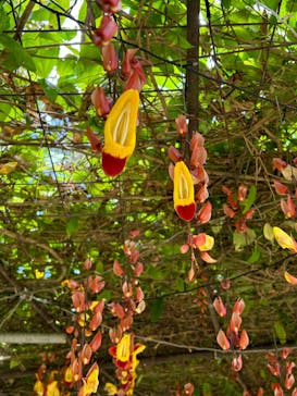 美らヤシパークオキナワ・東南植物楽園に投稿された画像（2023/4/9）