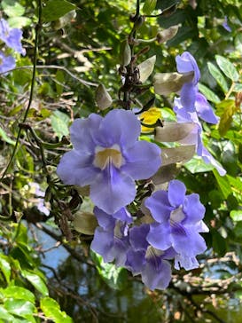 美らヤシパークオキナワ・東南植物楽園に投稿された画像（2023/4/9）