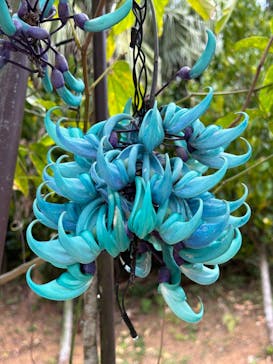 美らヤシパークオキナワ・東南植物楽園に投稿された画像（2023/4/9）