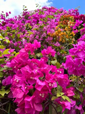 美らヤシパークオキナワ・東南植物楽園に投稿された画像（2023/4/9）